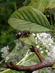 Euodynerus foraminatus