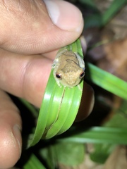 Dendropsophus brevifrons