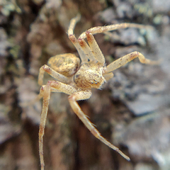 Philodromus