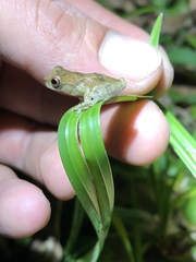 Dendropsophus brevifrons