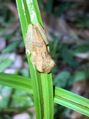 Dendropsophus brevifrons