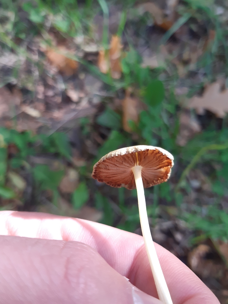 Bolbitius titubans · April 2025 · photo: © georgecox (iNaturalist, cc0)