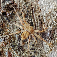 Philodromus