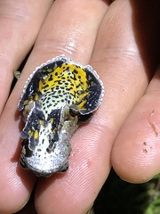 Dendropsophus marmoratus