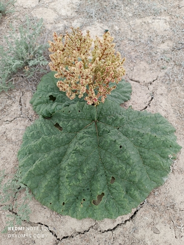 Image of Rheum tataricum by (c) Natalya Ivanova, some rights reserved (CC BY)