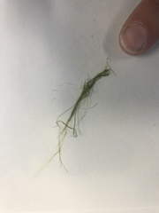 Rhizoclonium tortuosum