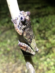Dendropsophus marmoratus