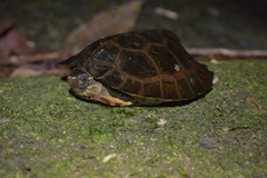 Notochelys platynota