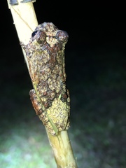 Dendropsophus marmoratus