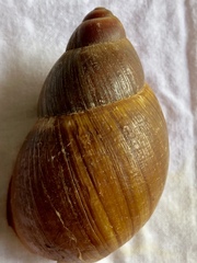 Megalobulimus conicus