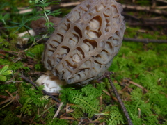 Morchellaceae