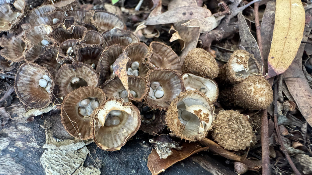 Cyathus striatus · April 2025 · photo: © frankashwood (iNaturalist, cc-by)