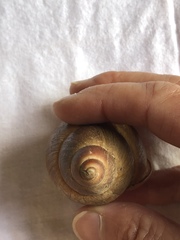 Megalobulimus conicus