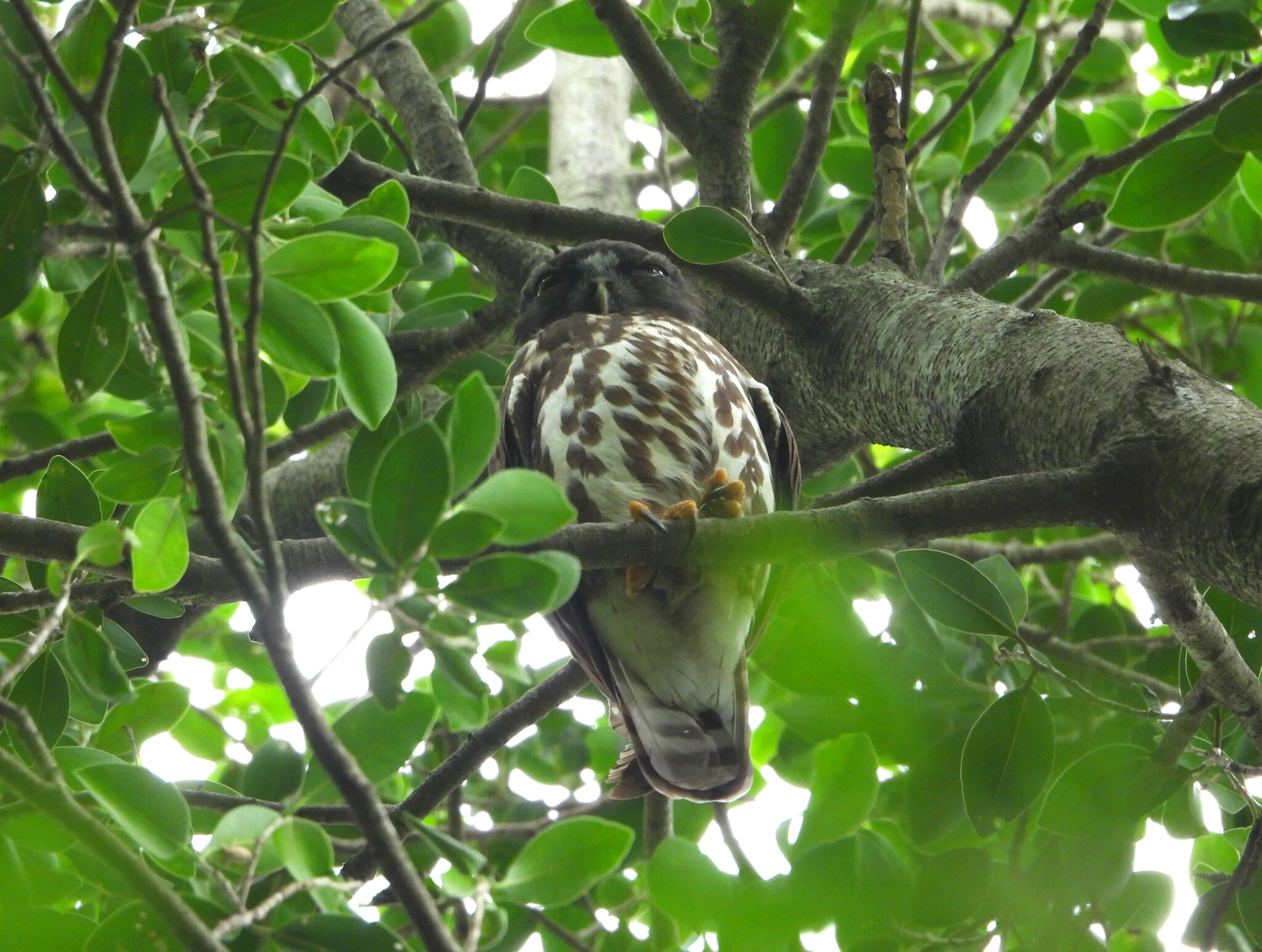 Northern Boobook (Ninox japonica), photo 7