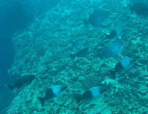 Kyphosus hawaiiensis observed 2025-04-25