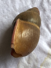 Megalobulimus conicus