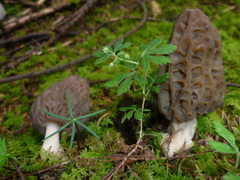 Morchellaceae
