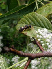 Euodynerus foraminatus