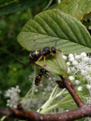 Euodynerus foraminatus