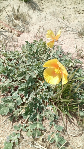 Glaucium squamigerum (Glaucium squamigerum)