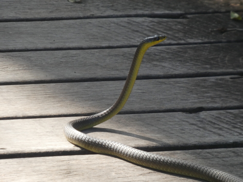 Common Tree Snake sighting