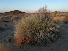 Euphorbia gregaria