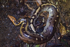 Bornean Short-Tailed Python photo 3
