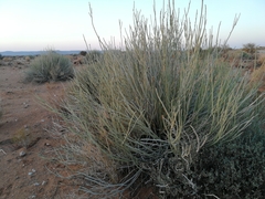 Euphorbia gregaria