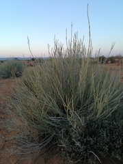 Euphorbia gregaria