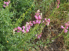 Antirrhinum tortuosum