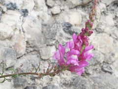 Antirrhinum tortuosum