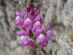 Antirrhinum tortuosum