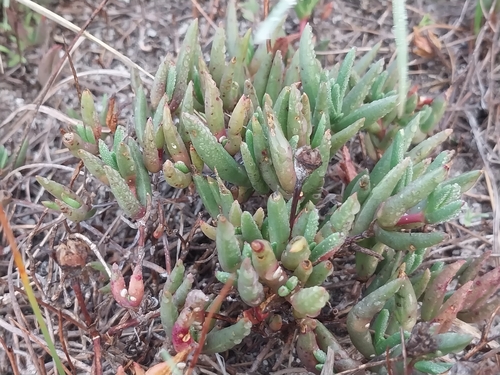 Lampranthus filicaulis, photograph 2