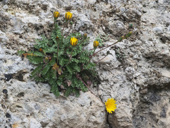 Hyoseris radiata