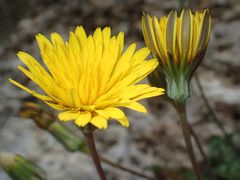 Hyoseris radiata