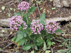 Centranthus macrosiphon