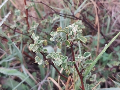 Hermannia multiflora, photograph (c) De Waal Hugo, some rights reserved (CC BY)