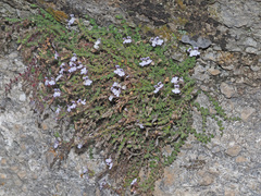 Chaenorhinum villosum