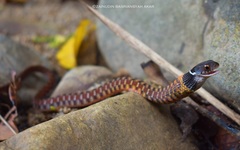 Specklebelly Keelback photo 4