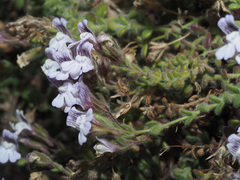 Chaenorhinum villosum