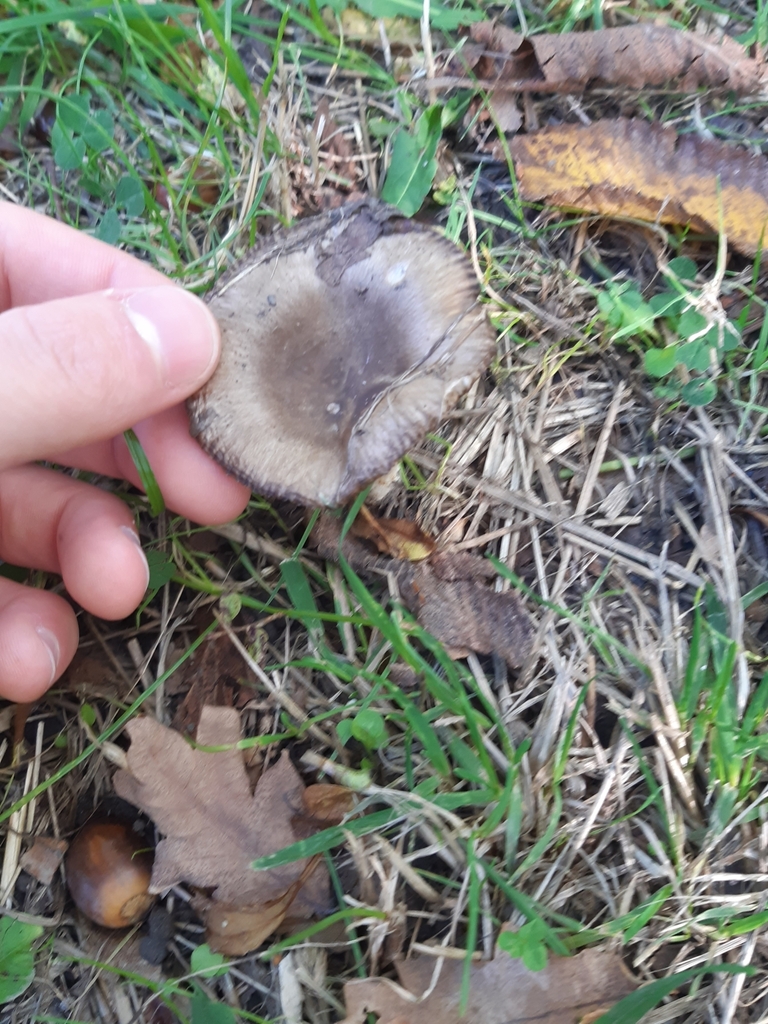 Russula amoenolens · April 2025 · photo: © georgecox (iNaturalist, cc0)