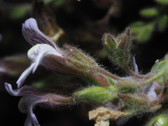 Chaenorhinum villosum
