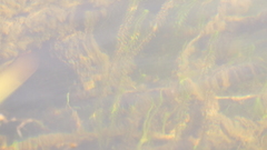Ceratophyllaceae