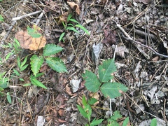 Toxicodendron pubescens