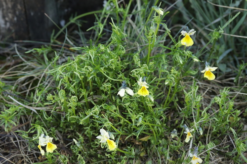 Cecidophyes violae