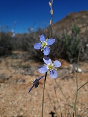 Heliophila lactea