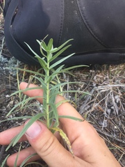 Lithospermum ruderale