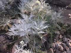 Constancea nevinii
