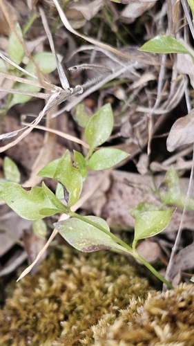 Image of Opercularia ovata by (c) Rosalie Lawrence, some rights reserved (CC BY)