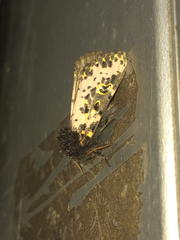 Xanthopastis moctezuma